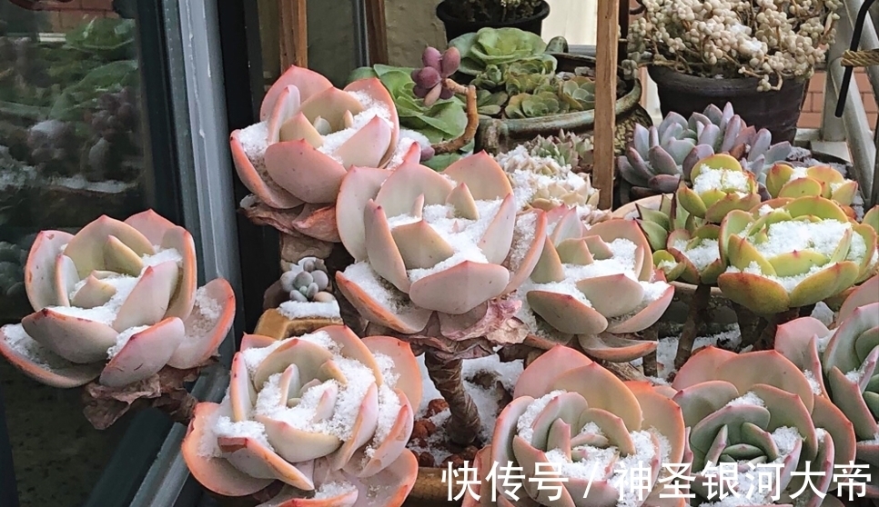冬天多肉“虚弱期”,4个“难坎”要牢记,舍得冻一冻也许更美丽