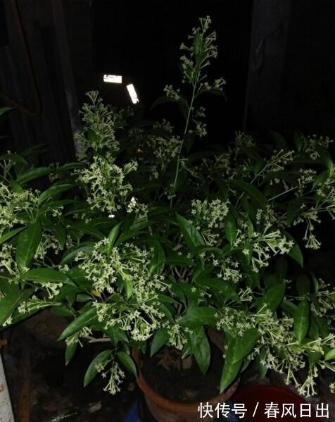 夜兰香|此花能驱蚊,管理比较简单,也容易开花