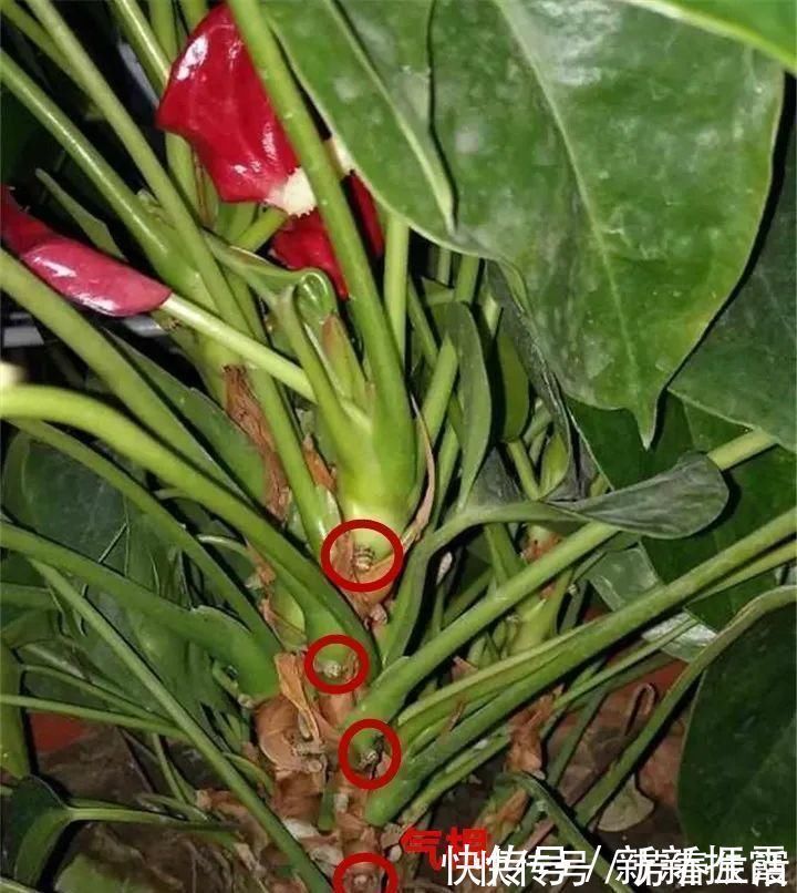 枝条|茉莉花扦插有机关，砍这一段枝条，插土里3天就活