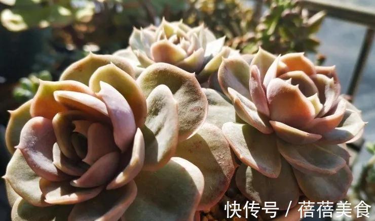 二氧化碳|温差越大多肉状态越好,关于这点,你需要了解其中的B面