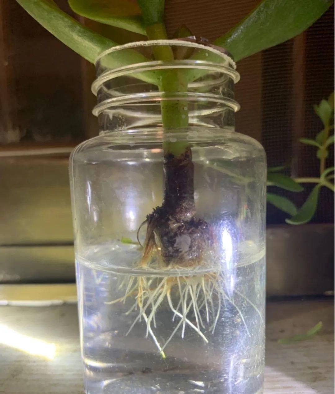 塑料瓶|旧筷子、老干妈瓶别扔，拿来养花效果好，省下一笔养花钱