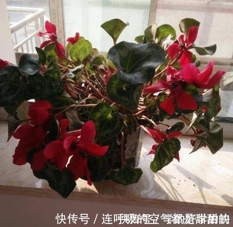 别再用淘米水 大豆水养花了 喂点 这颗粒 肥效足 生长更快 粉紫色 别再用淘米水 大豆水养花了 喂点 这颗粒 肥效足 生长更快 粉紫色