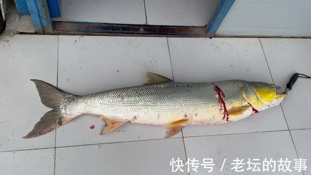 除害江苏小伙阳澄湖钓起水老虎，小伙不知它吃了大闸蟹