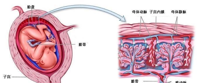 羊水|未出生的宝宝，泡在妈妈的子宫羊水里，为什么不会淹死？