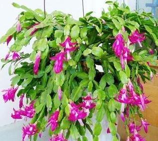 秋后养蟹爪兰，抓住3个关键点，枝叶生长快，开花量非常大