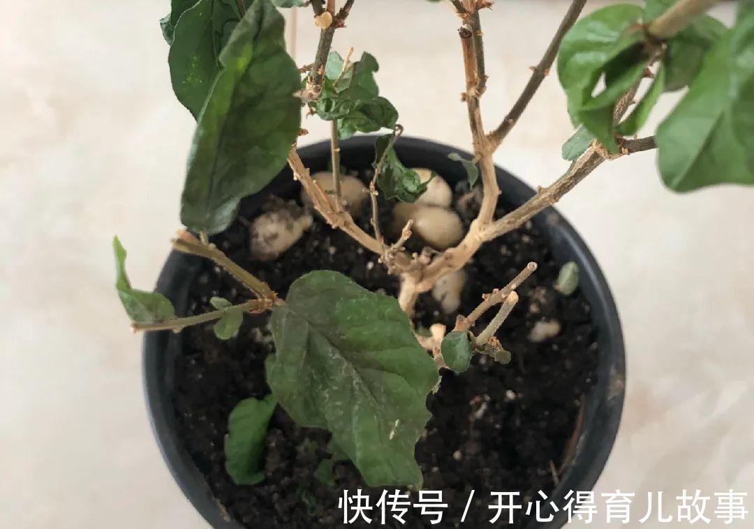 10种花，一降温就黄叶，赶紧换个地方养