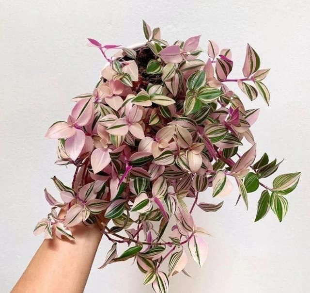 浇水|10种吊兰,耐阴又好看,叶子美得像一幅画