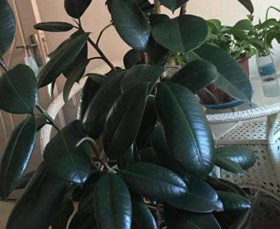 初冬逛花市,遇到3种花随便买,懒人都能养爆盆,过冬很简单