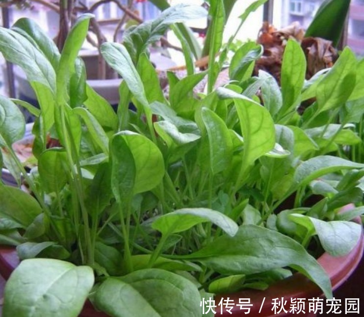 阳台最适合种“4种菜”，7天就上桌，漂亮又好养，吃完一茬又一茬