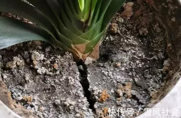 根系|养花“杀手”都有的5个毛病,难怪买花“养1盆死1盆”,要改正了