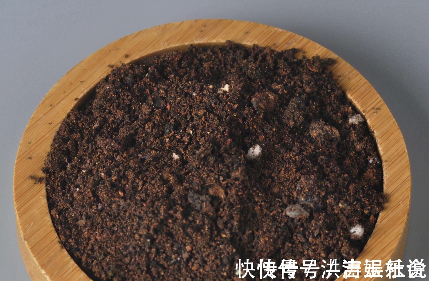 下一代|扦插好方法养花繁殖下一代，试试这3招，简单好使