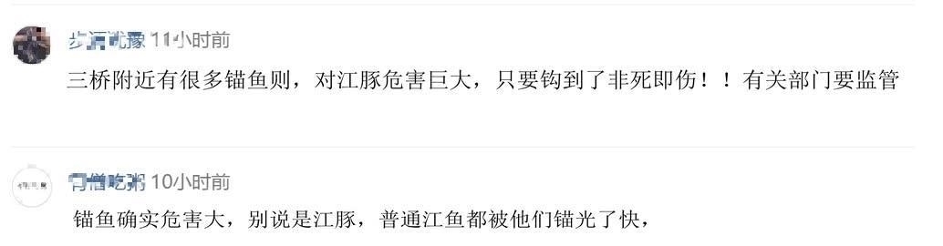 钓鱼|钓鱼成最大威胁罕见江猪成群现身,市民担忧:附近钓鱼的太多!