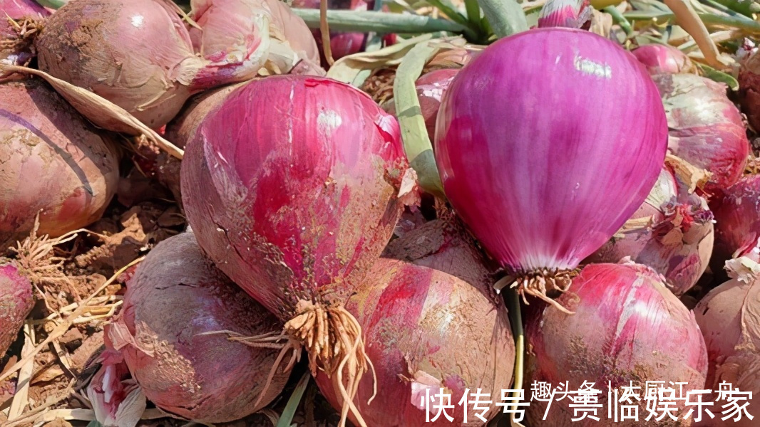 洋葱丝|怪不得饭店的凉拌洋葱那么好吃原来技巧全在这，学不会可惜了