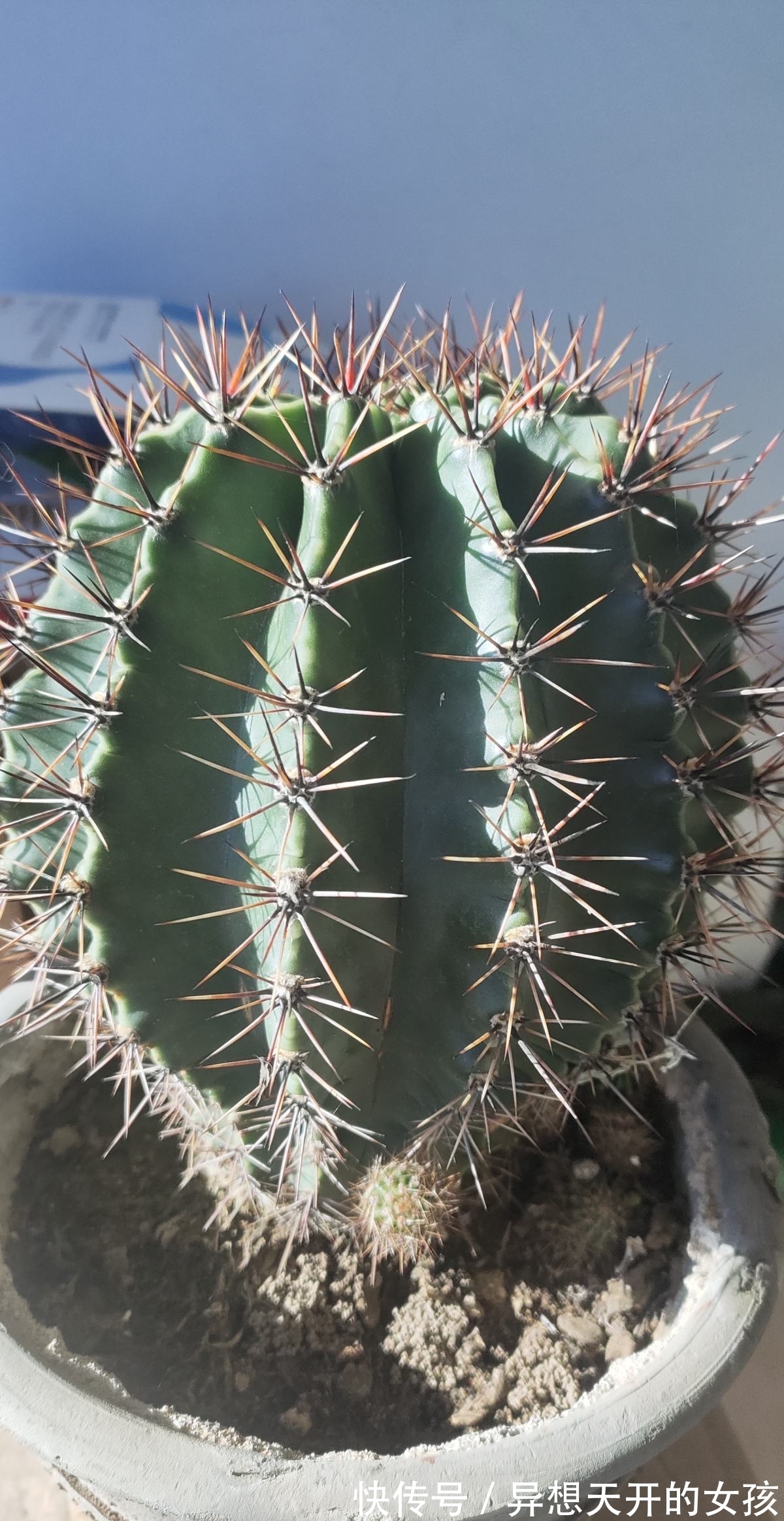 花卉|10种需要“干养”的花,不要''灌''着它们,不然全都烂根