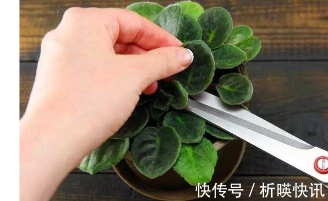 把以下叶子随手插土里,两周长出一盆少见的盆栽,花朵比叶子好看