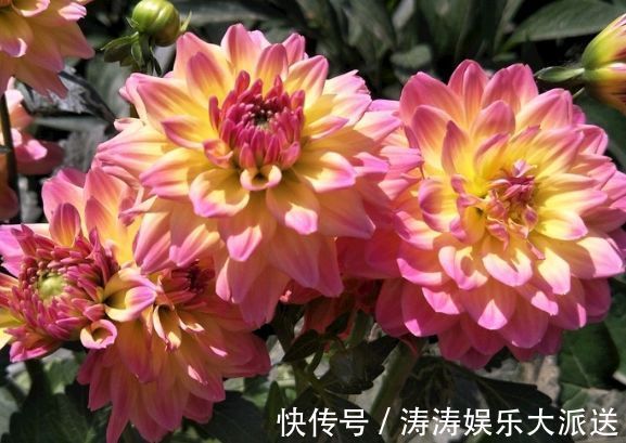 喜欢菊花,首选“珍稀名菊”金托桂,花开金灿灿,五彩斑斓!