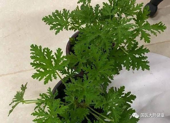 蚊子最讨厌4种“花”，家里养上一盆，蚊子不敢进门