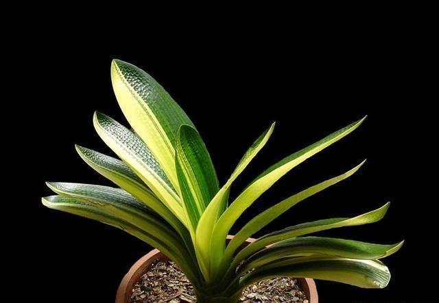 什么淘米水、柳树枝，都不如花盆撒把它，君子兰“打鸡血”猛开花