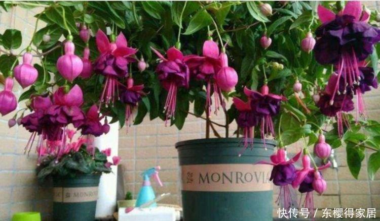 4种花是花中劳模，一年四季开花不断，一盆千百朵，枝头花苞满