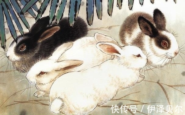 属兔|十个兔有九个富，属兔人几月出生，与时俱进，财运喜人步步升
