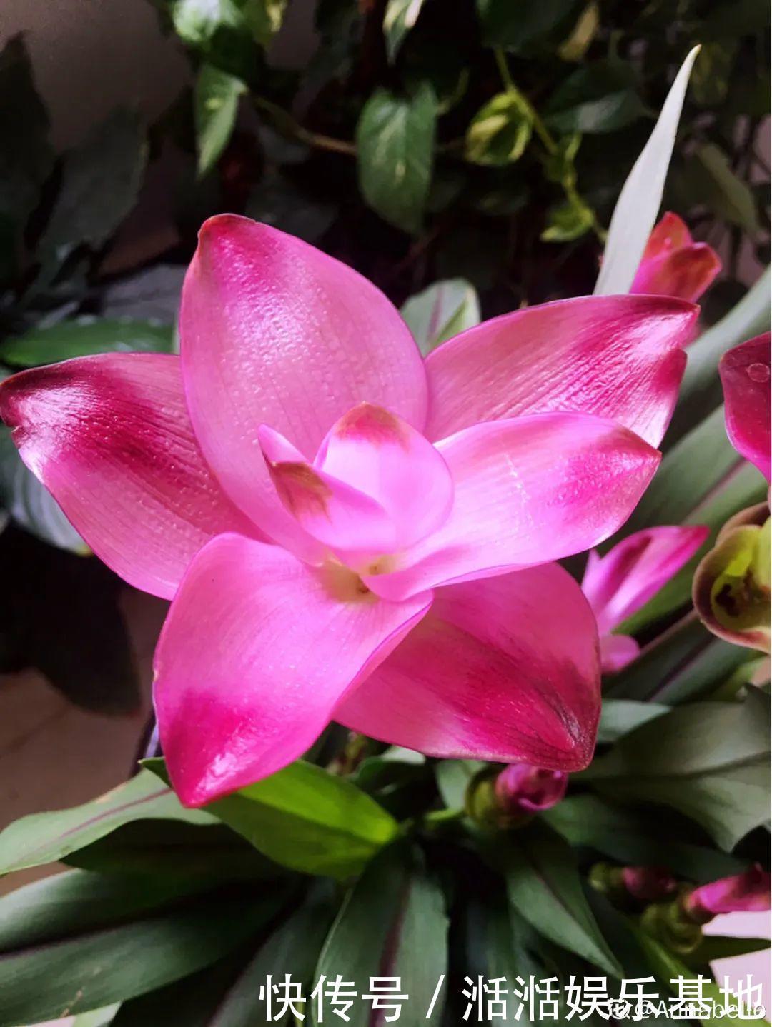 大爷家荷花种在花盆里，1次开花20朵，比巴掌还大！