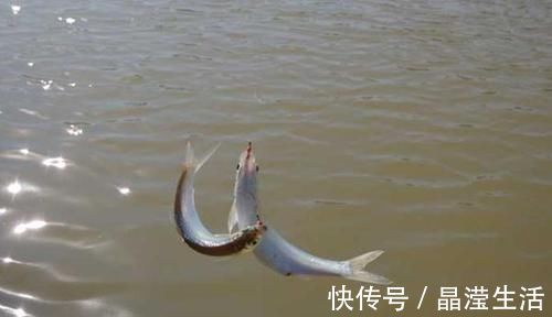 小鱼|手竿速钓白条好方法,牢记这些要点,白条连竿上,狂拉到手酸!