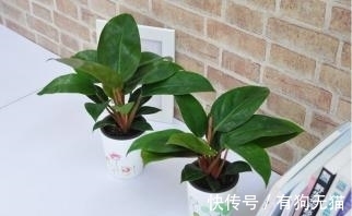 89%的人不认识这种植物,它才是净化甲醛的高手