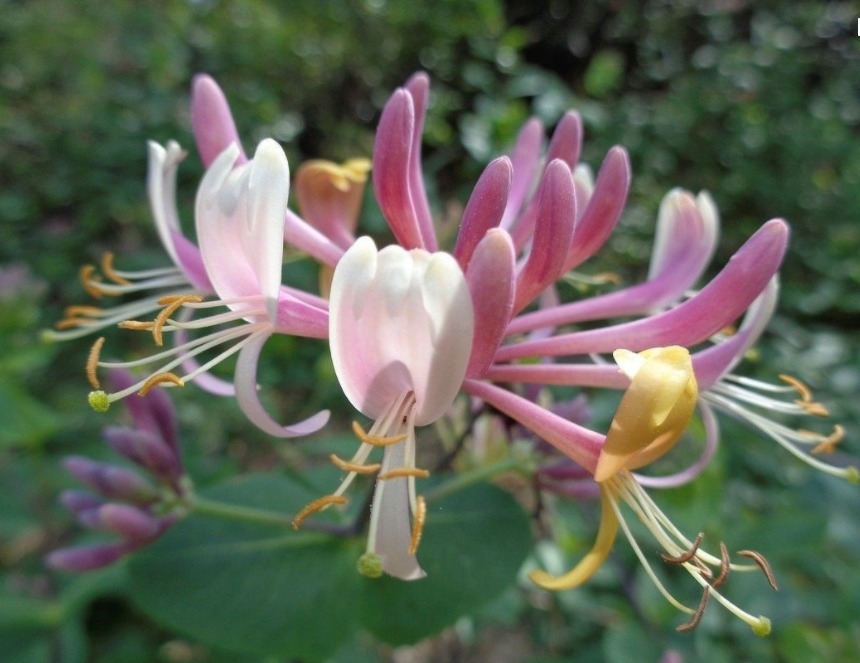 妇科病|金银花和此草一起煮水，就是“黄金搭档”，排出污血，告别妇科病