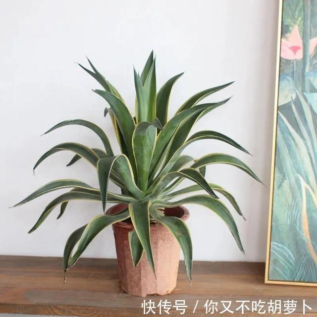 卧室养花就选这八种,安神又助眠,卧室摆几盆,一夜好梦睡得香