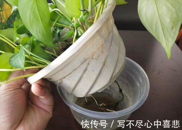 陶冶性情盆栽这5款植物，观赏价值高，新手都能轻松养活