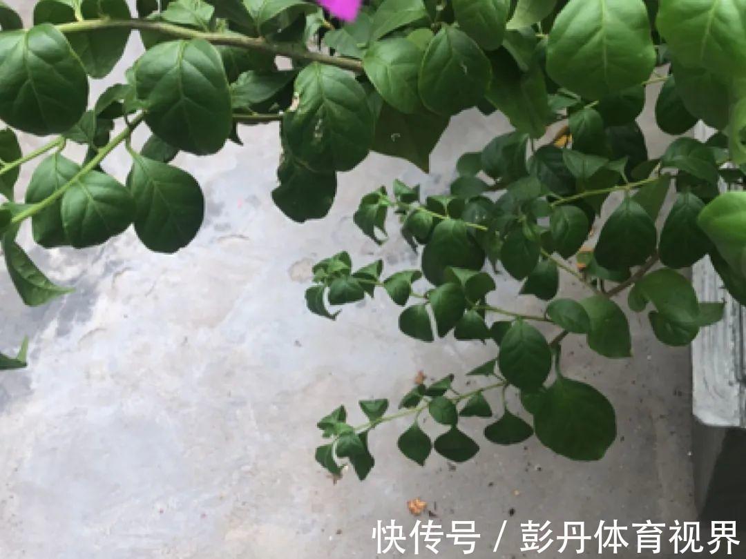 叶子|十月养这花,撸叶子、少浇水,10天冒出大花苞!