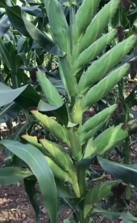 男子种下玉米,结果时多的像香蕉,眼前景象大开眼界!