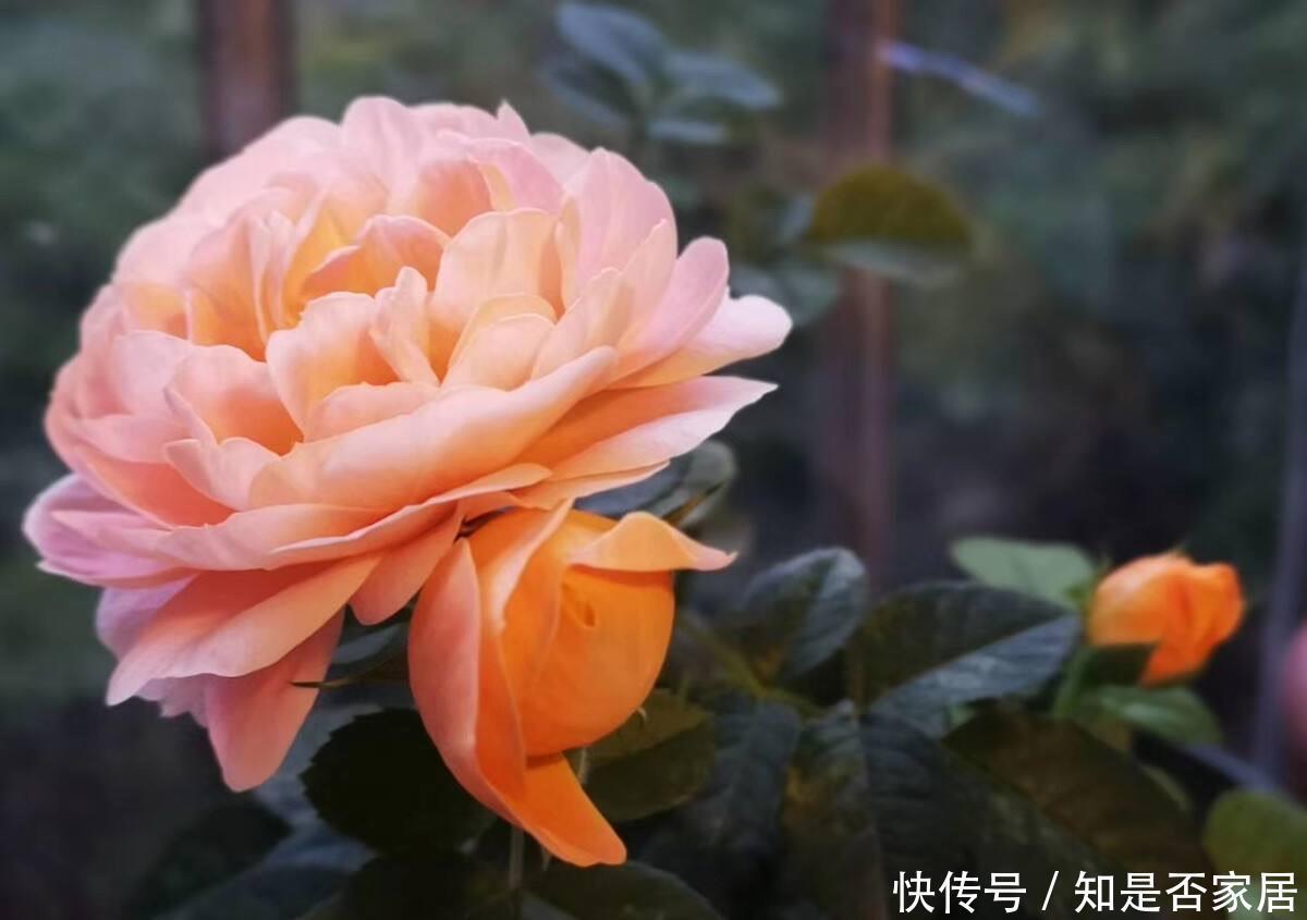 月季黄叶是什么情况?弄清“4点”,一直绿油油,明年“花更多”