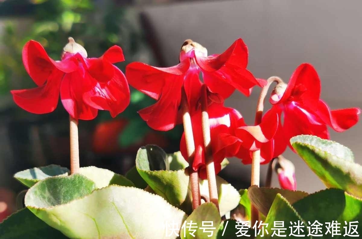 仙客来|4种花得旱养，浇水越多植物越危险，容易烂根