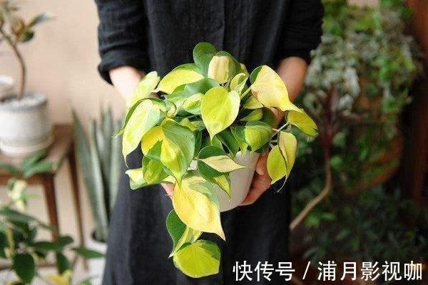 浇水|养绿植最怕“黄叶”,解决5大问题,叶片油亮亮,看着真喜人!