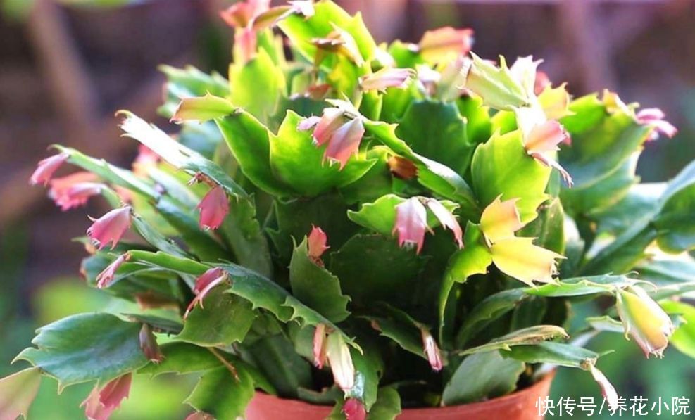 阳台上|家中养蟹爪兰，夏天有“3怕”，提前了解好，才能安全度夏