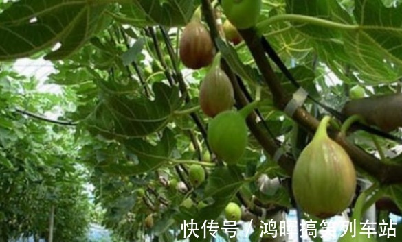 施肥|无花果通便润肠、美容抗老,农民重点掌握三点,收获高产无花果