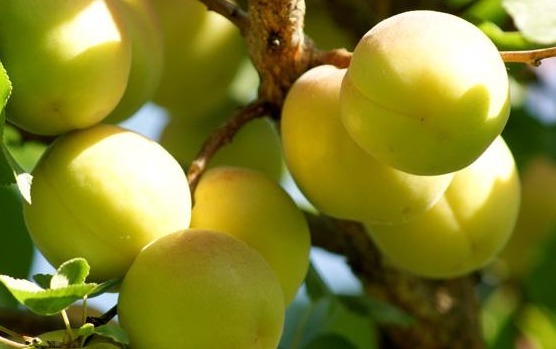 杏仁油|它具有润肺定喘,生津止渴,清热解毒等5大作用,营养价值极高!