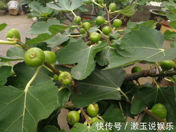 花友|这种水果枝条阳台一插,1年就挂果,果实太多压弯枝!