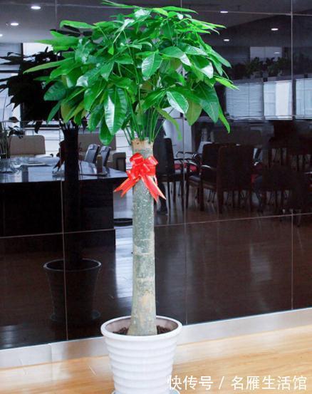 客厅见树，家业稳固！适合客厅养的五种树，大气美观，幸福感倍增