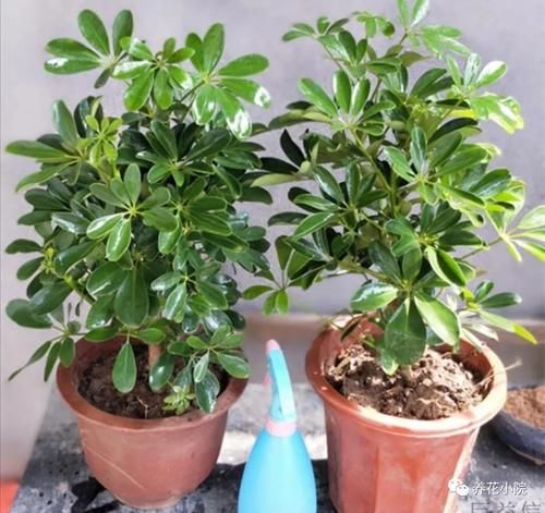 养鸭脚木，这个位置“剪一刀”，长得枝繁叶茂，株型更美观