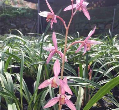 养花试试这几款,花朵像来自仙境,空灵而神秘