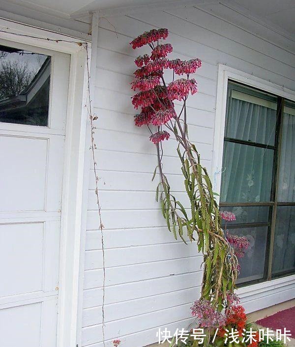 落地生根属的大家庭，品种多，花朵好看！