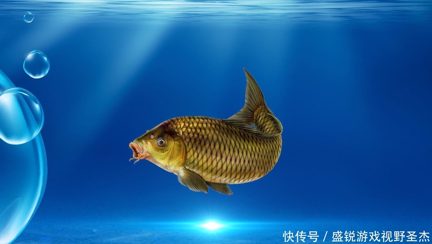 鲤鱼最爱吃什么？如何才能钓到鲤鱼？鲤鱼的觅食习性和垂钓方法