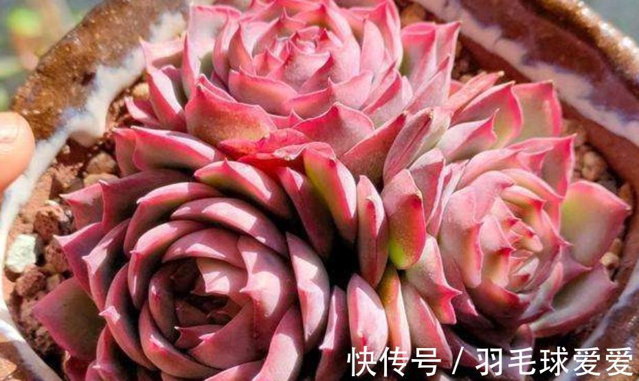 4种经典的莲座状多肉,名字好听颜值迷人,一次养20盆都不嫌多