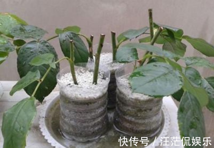 生根|3种花受欢迎，“随便”折个枝就能活，7天生根，立冬就开花