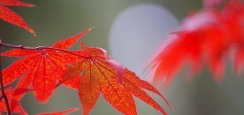 阴历哪几天出生的孩子,是上等命,孝顺又有出息,早晚出人头地