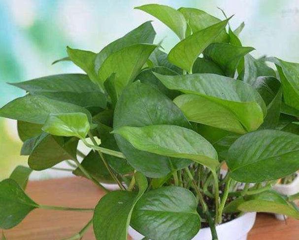 想要绿萝长得好，只需浇5种水，不施肥就能轻松长爆盆