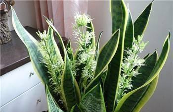 虎皮兰这样养,变成“大壮汉”,开花却“仙气十足”,结满相思豆