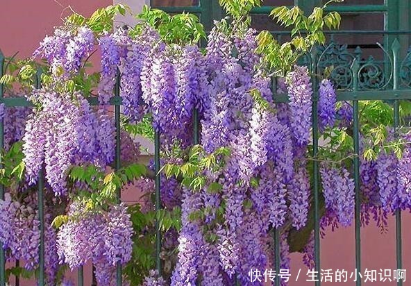 家养紫藤花，一养一百年，开成花隧道，紫气满园来！